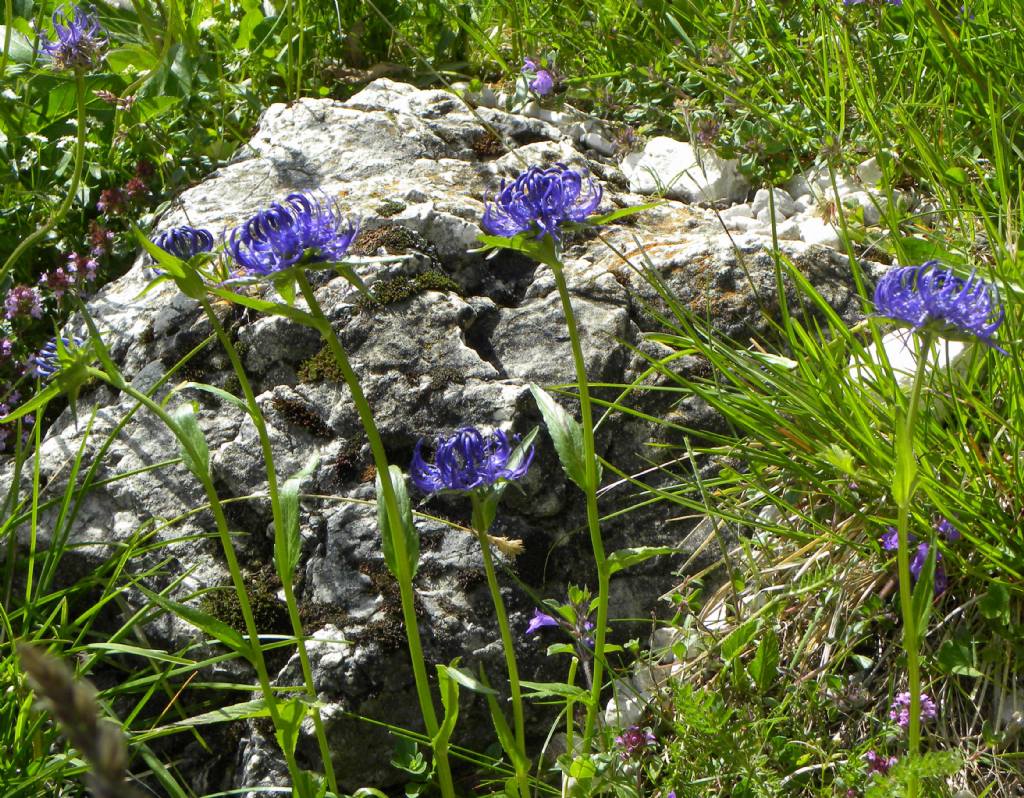 quale Phyteuma?      Phyteuma scheuchzeri